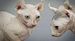 Cat plemeno elf: skvělé něžnost